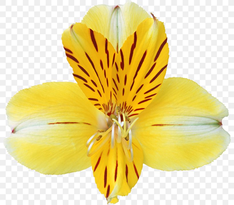 Yellow Orchid Massage Dallas Petal Pusher Orchids Clip Art, PNG, 800x718px, Cypripedium Parviflorum, Alstroemeriaceae, Cypripedium, Flower, Flowering Plant Download Free