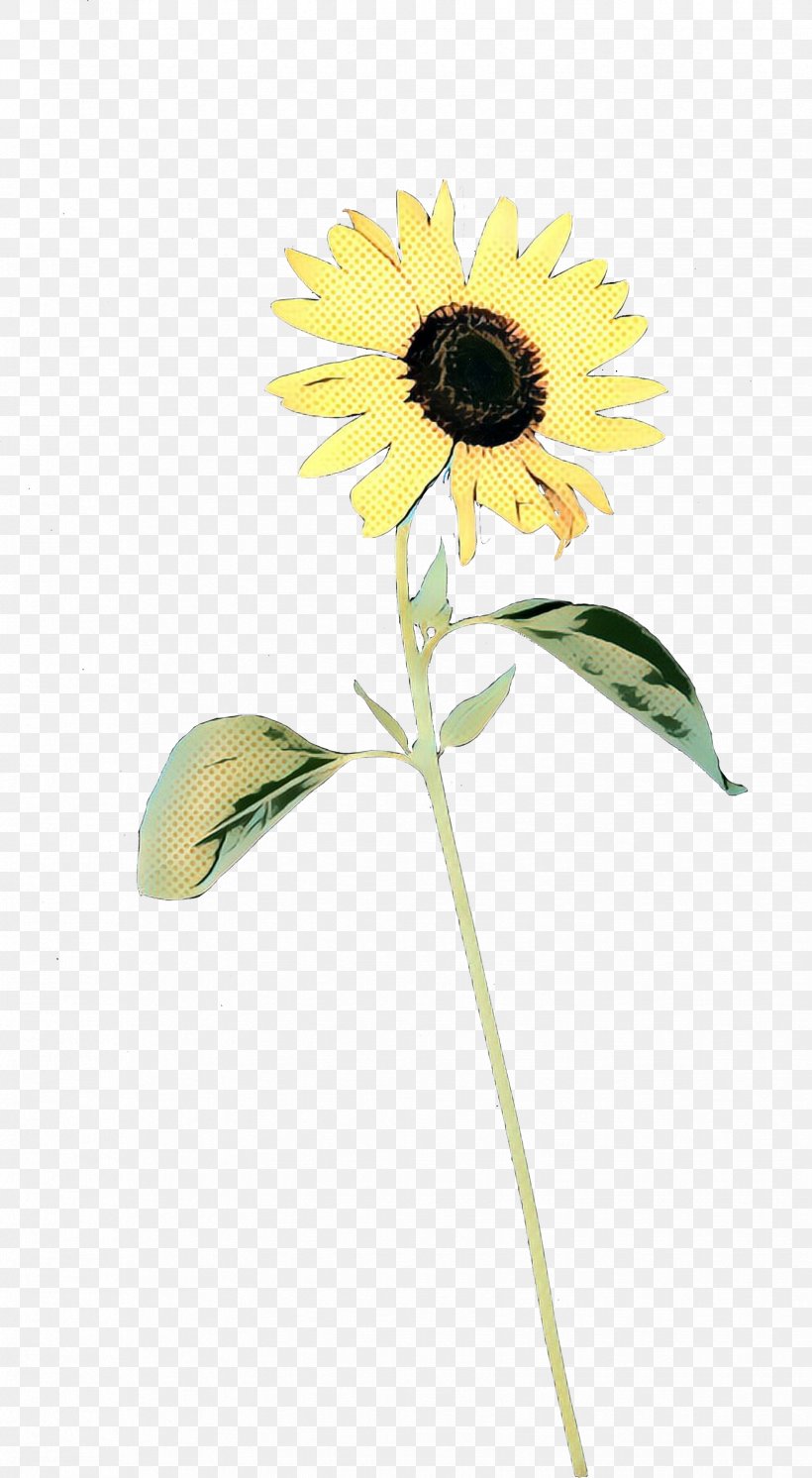 Common Sunflower Cut Flowers Plant Stem Sunflower Seed Petal, PNG, 1648x3000px, Common Sunflower, Annual Plant, Asterales, Blackeyed Susan, Botany Download Free