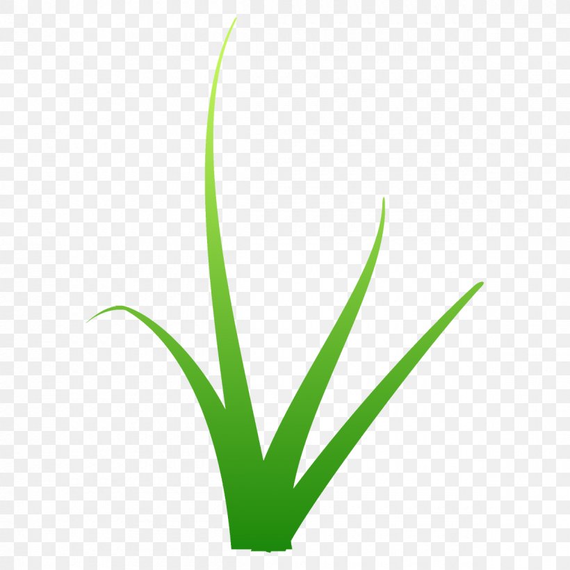 Green Leaf Plant Grass Grass Family, PNG, 1200x1200px, Green, Flower, Grass, Grass Family, Leaf Download Free