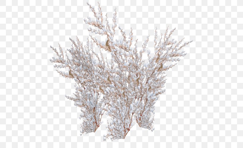 Panicled Hydrangea Twig Tree Shrub Frost, PNG, 500x500px, Panicled Hydrangea, Branch, Conifers, Freezing, Frost Download Free