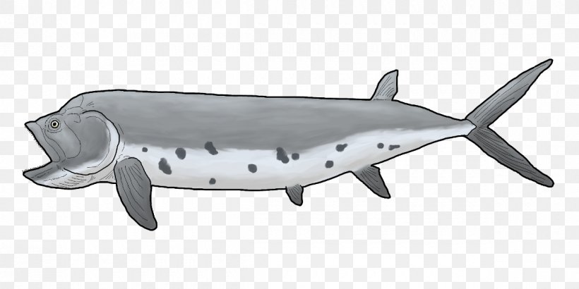 Shark Porpoise Cetacea Dolphin, PNG, 1200x600px, Shark, Cartilaginous Fish, Cetacea, Dolphin, Fauna Download Free