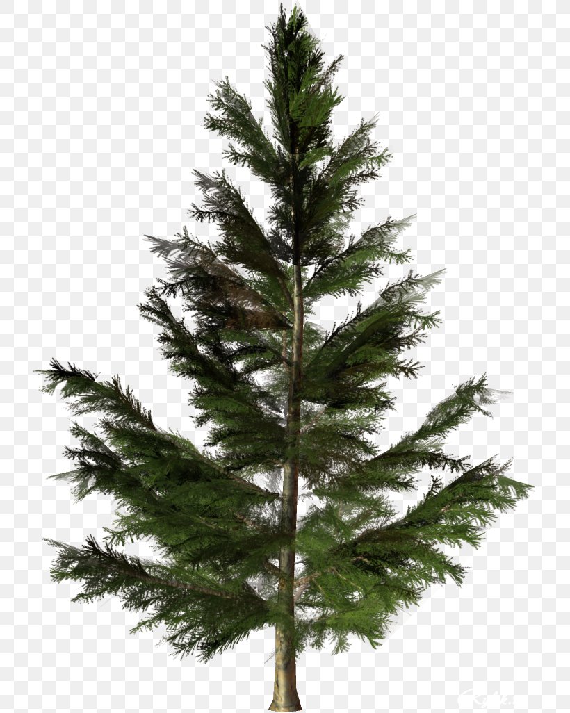 Tree Fir Conifers Pine Plant, PNG, 726x1026px, Tree, Biome, Blue Spruce, Branch, Christmas Decoration Download Free