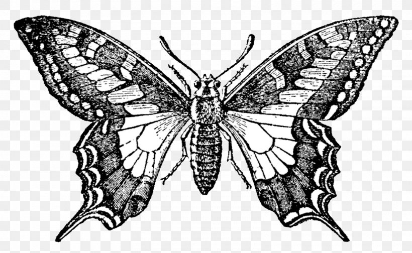 Butterfly Rubber Stamp Printing Etsy, PNG, 1600x984px, Butterfly, Art, Arthropod, Black And White, Bombycidae Download Free