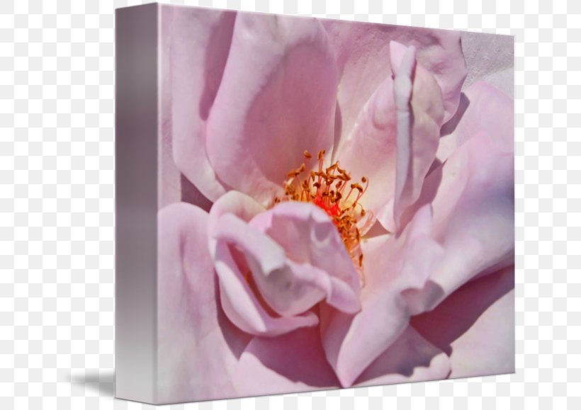 Centifolia Roses Fine Art Plant Petal, PNG, 650x579px, Centifolia Roses, Art, Blossom, Camellia, Fine Art Download Free