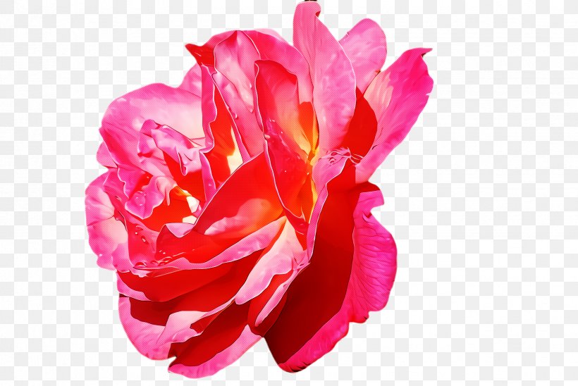 Garden Roses, PNG, 2448x1636px, Petal, Flower, Garden Roses, Hybrid Tea Rose, Pink Download Free