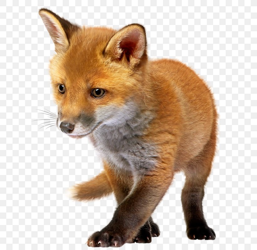 Red Fox Clip Art, PNG, 633x800px, Red Fox, Carnivoran, Dhole, Dog Breed, Dog Like Mammal Download Free