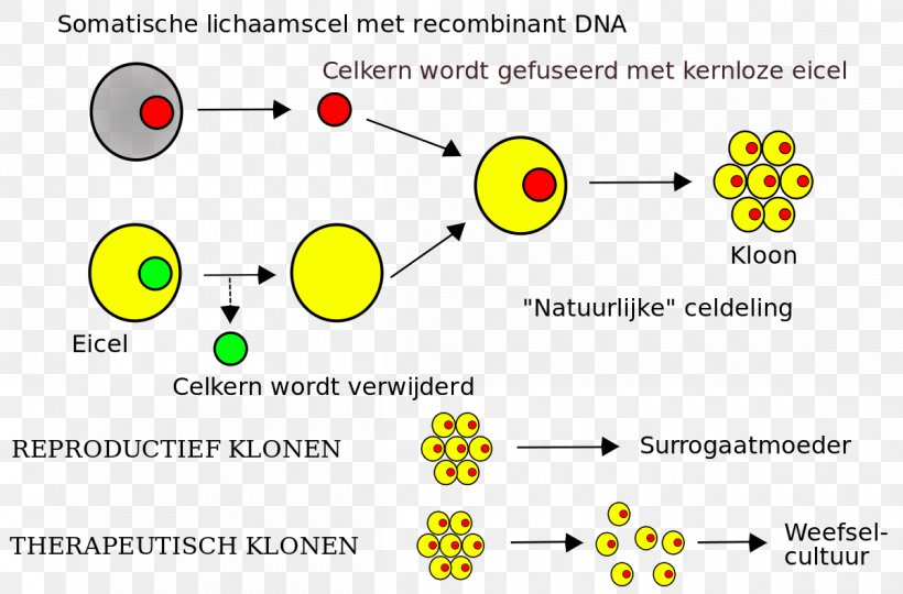 Somatic Cell Nuclear Transfer Cloning Embryonic Stem Cell, PNG, 1200x791px, Somatic Cell Nuclear Transfer, Allele, Area, Biology, Brand Download Free