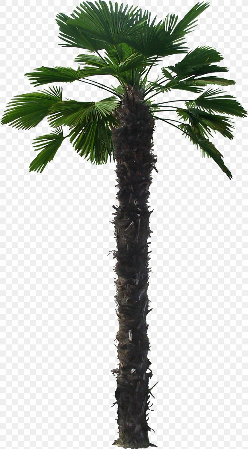 Arecaceae Trachycarpus Fortunei Livistona Chinensis Trachycarpus Martianus, PNG, 904x1639px, Arecaceae, Areca Nut, Arecales, Attalea Speciosa, Borassus Flabellifer Download Free