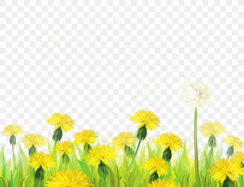 Dandelion Paper Clip Art, PNG, 850x653px, Dandelion, Border Flowers, Daisy Family, Document, Field Download Free