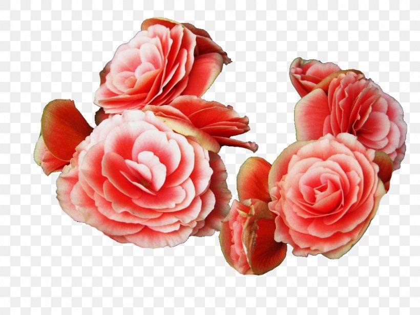 Elatior Begonia Cut Flowers Garden Roses Artificial Flower, PNG, 1024x768px, Elatior Begonia, Aphid, Artificial Flower, Begonia, Cut Flowers Download Free