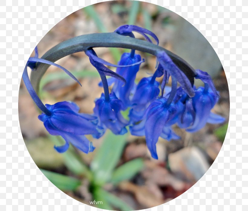 Larkspur Wildflower, PNG, 700x700px, Larkspur, Blue, Cobalt Blue, Delphinium, Flora Download Free