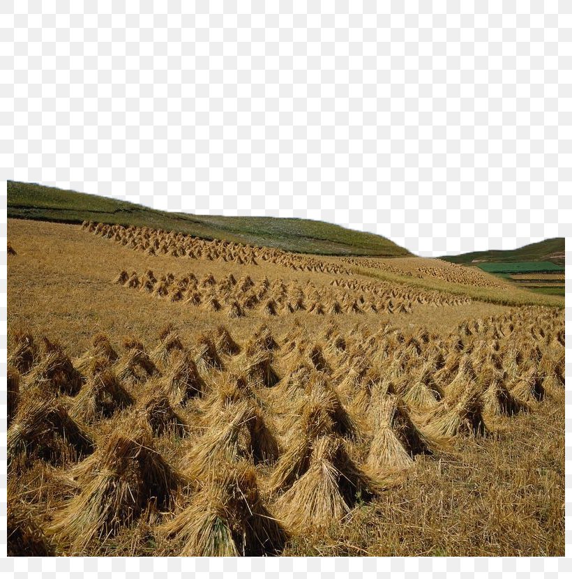 Arles: View From The Wheat Fields Combine Harvester Jingne Xiang, PNG, 800x830px, Harvest, Agricultural Machinery, Agriculture, Combine Harvester, Commodity Download Free
