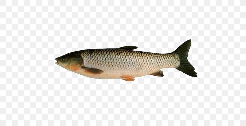 Common Carp Grass Carp Silver Carp Fish, PNG, 600x420px, Common Carp, Bony Fish, Carp, Catla Catla, Common Rudd Download Free