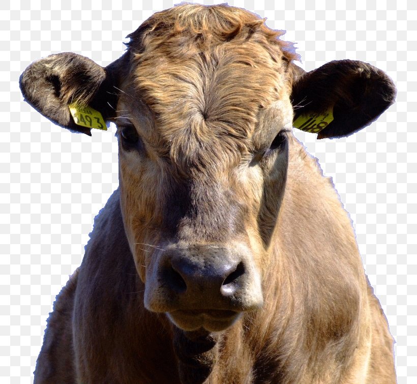 Dairy Cattle I Am Cow Mrs. Cow Song, PNG, 747x755px, Cattle, Bull, Calf ...