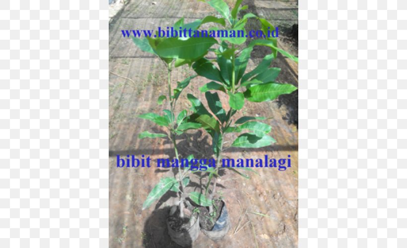Mangifera Indica Fruit Tree Benih Crop, PNG, 500x500px, Mangifera Indica, Benih, Common Guava, Crop, Distribution Download Free