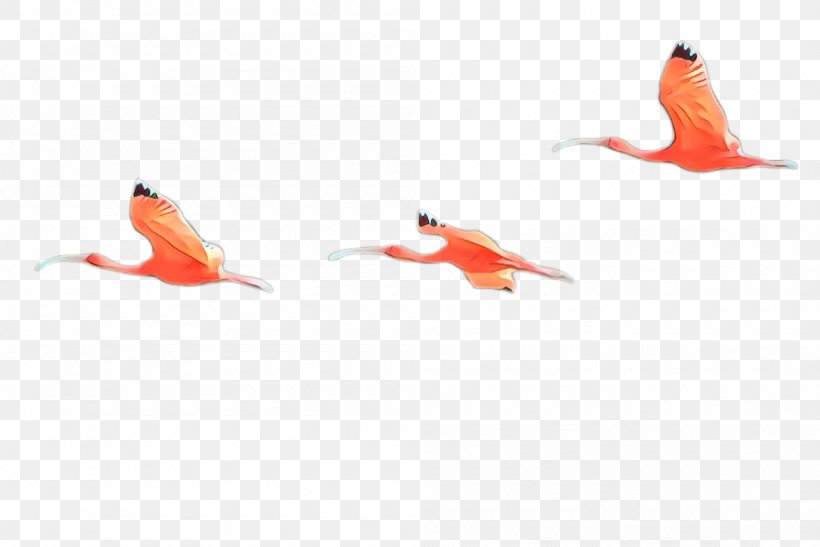 Orange, PNG, 2000x1336px, Red, Bird, Feeder Fish, Fish, Flamingo Download Free