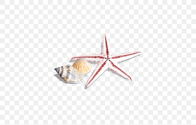 Seashell Sea Snail Beach Clip Art, PNG, 522x522px, Seashell, Beach, Cartoon, Copywriting, Invertebrate Download Free