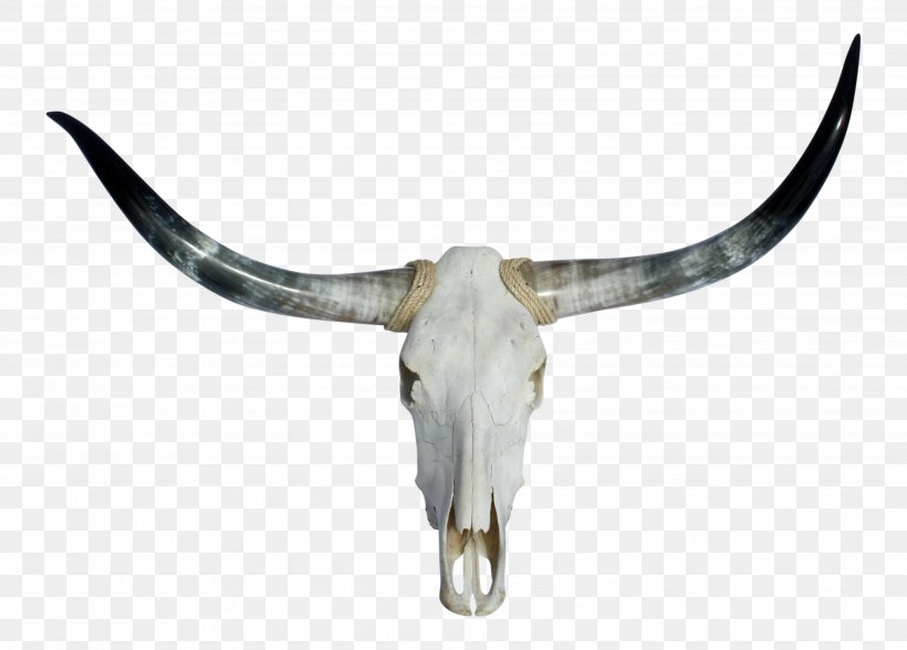 Texas Longhorn English Longhorn Skull, PNG, 3766x2702px, Texas Longhorn, Animal Figure, Antelope, Bone, Bovine Download Free