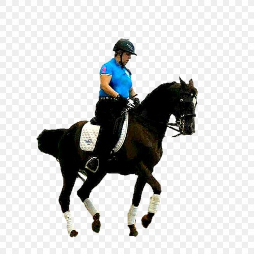 Dressage Horse Stallion Hunt Seat Rein, PNG, 1920x1920px, Dressage, Animal Sports, Animal Training, Bit, Bridle Download Free