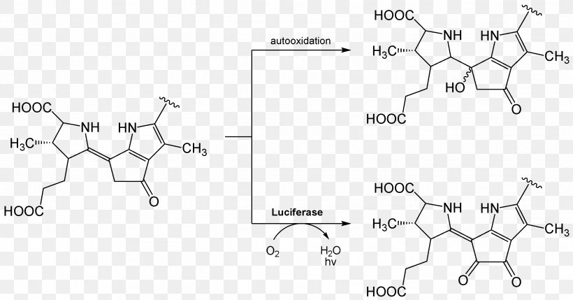 Luciferin Luciferase Bioluminescence Chemical Reaction Dinoflagellate, PNG, 2528x1323px, Luciferin, Area, Auto Part, Bioluminescence, Black And White Download Free