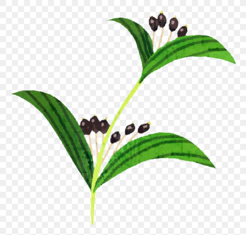 Adlay Barley Tea Extract Food, PNG, 800x784px, Adlay, Barley Tea, Botany, Dieting, Drinking Download Free