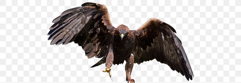 Bald Eagle Bird Of Prey Golden Eagle, PNG, 500x282px, Bald Eagle, Accipitriformes, Beak, Bird, Bird Of Prey Download Free