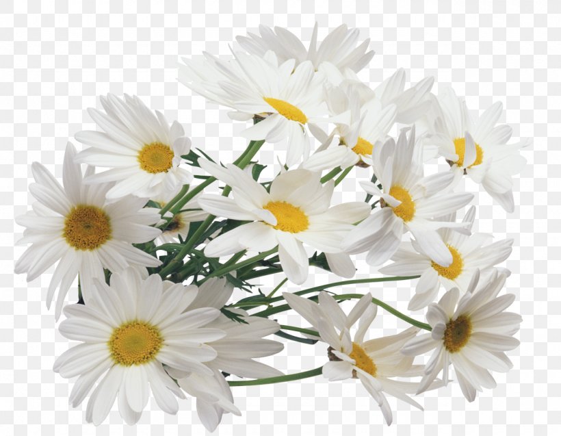 Chamomile Clip Art, PNG, 1280x995px, Chamomile, Annual Plant, Aster, Chamaemelum Nobile, Chrysanths Download Free
