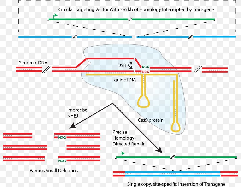 CRISPR Non-homologous End Joining Homology Directed Repair Cas9 Transcription Activator-like Effector Nuclease, PNG, 800x635px, Crispr, Area, Deletion, Diagram, Feng Zhang Download Free