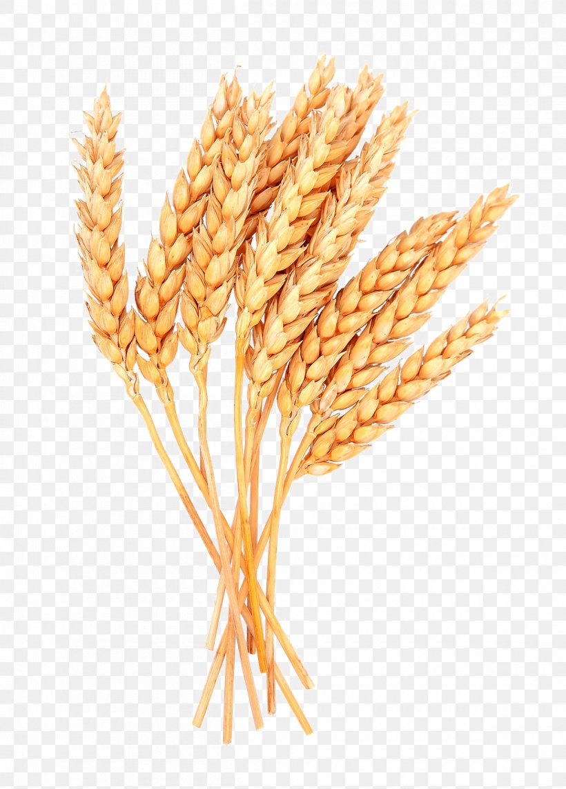 Clip Art Cereal Grain Emmer, PNG, 1200x1675px, Cereal, Cereal Germ, Common Wheat, Ear, Elymus Repens Download Free