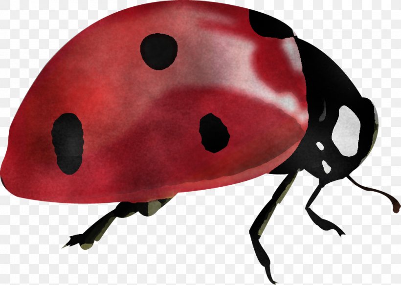 Ladybug, PNG, 1000x711px, Insect, Beetle, Ladybug, Leaf Beetle, Snout Download Free
