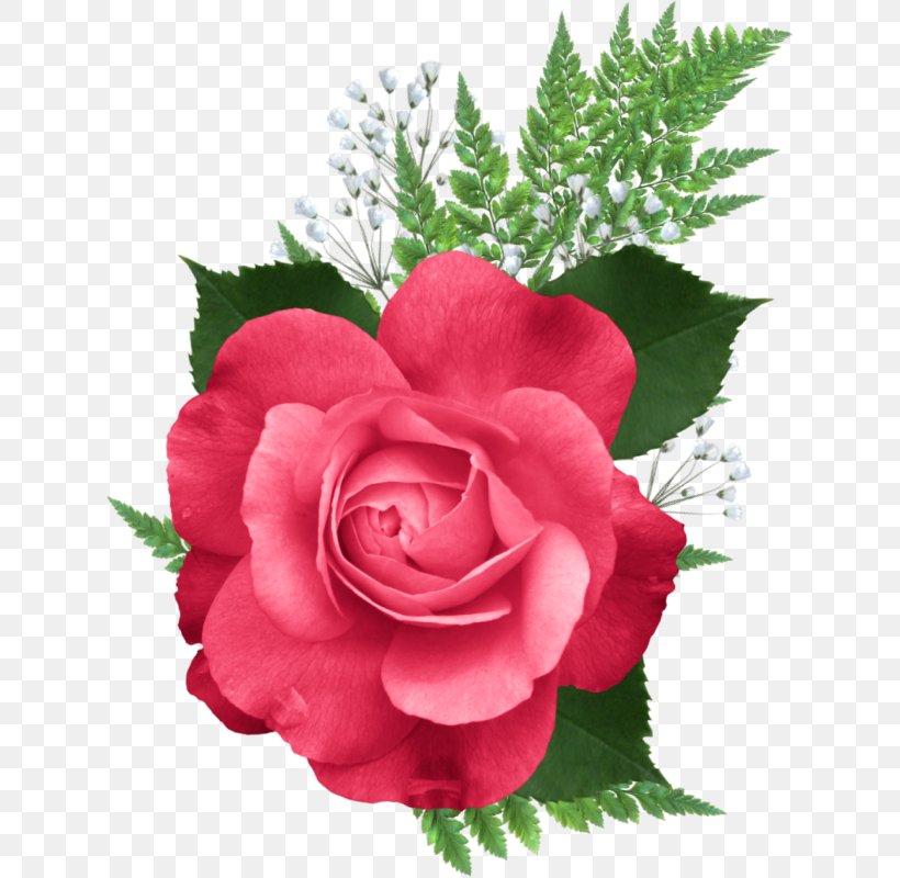 Garden Roses Clip Art, PNG, 627x800px, Garden Roses, Begonia, Carnation, Centifolia Roses, China Rose Download Free
