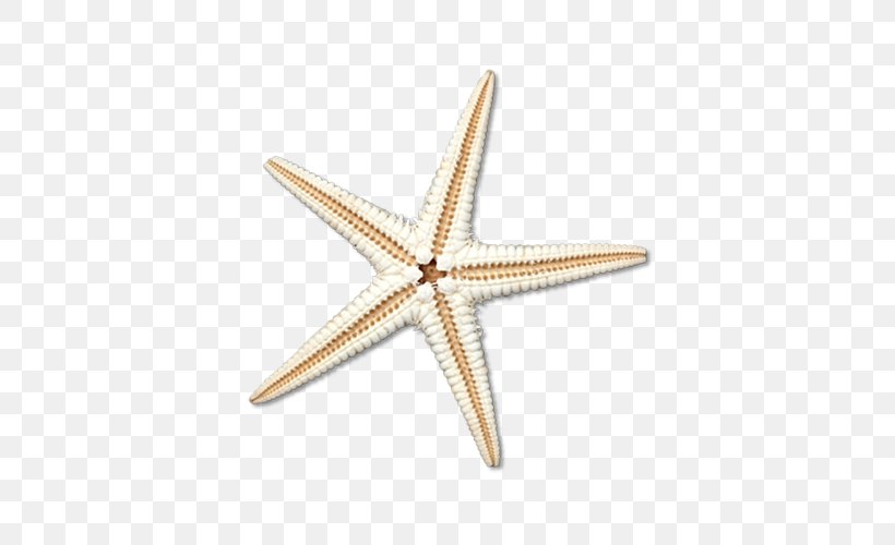 Starfish Euclidean Vector Sea, PNG, 500x500px, Starfish, Animal, Concepteur, Designer, Invertebrate Download Free