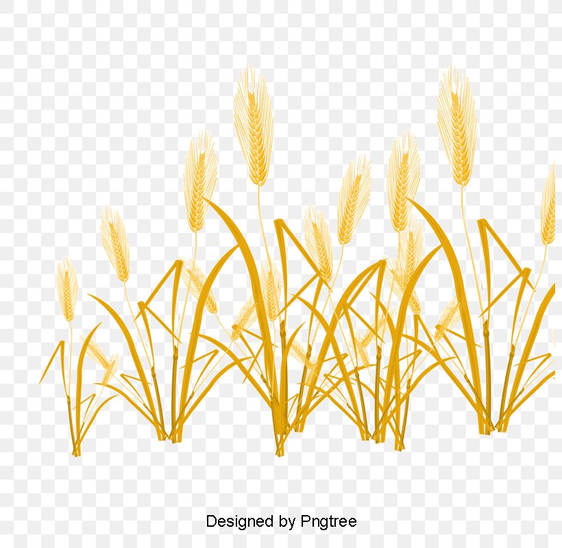 Wheat Vector Graphics Drawing Grasses, PNG, 800x800px, Wheat, Crocus, Crop, Drawing, Flower Download Free