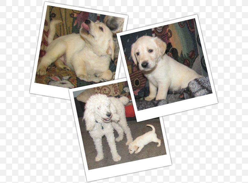 Dog Breed Puppy Sporting Group, PNG, 633x604px, Dog Breed, Breed, Carnivoran, Crossbreed, Dog Download Free