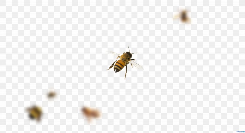 Honey Bee Mosquito, PNG, 5280x2880px, Honey Bee, Arthropod, Bee, Fly, Honey Download Free