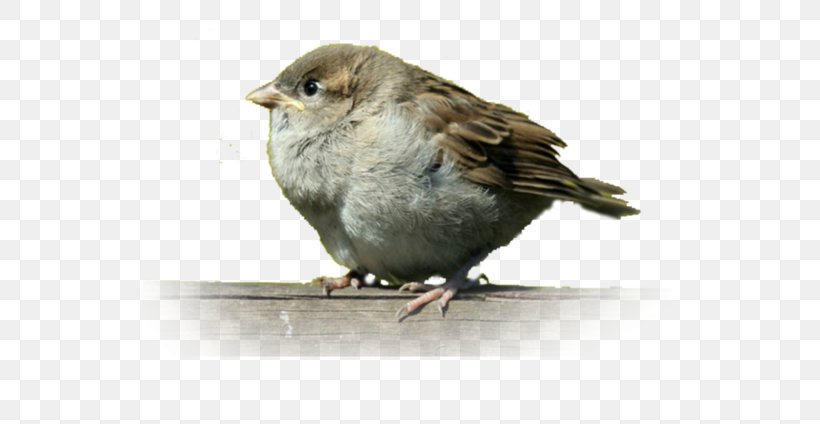 House Sparrow Mahjong Bird Finch, PNG, 600x424px, House Sparrow, American Sparrows, Beak, Bird, Emberizidae Download Free