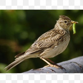 Bird - Scrubbird Knife English Storytelling For Kids Kitchen Knives PNG