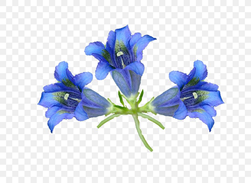 Bellflower Cut Flowers Gentians, PNG, 800x600px, Bellflower, Bellflower Family, Blue, Cut Flowers, Flower Download Free