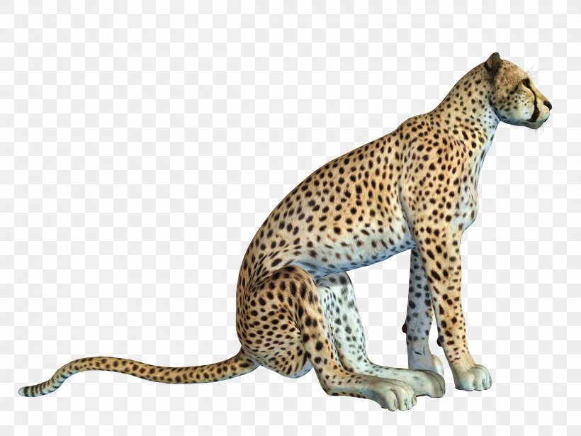 Cheetah African Leopard Cat, PNG, 2500x1875px, Cheetah, African Leopard, Animal, Big Cat, Big Cats Download Free
