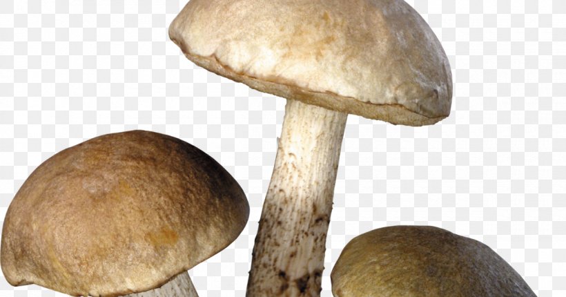 Common Mushroom Edible Mushroom Fungus, PNG, 1200x630px, Mushroom, Amanita Muscaria, Common Mushroom, Edible Mushroom, Food Download Free