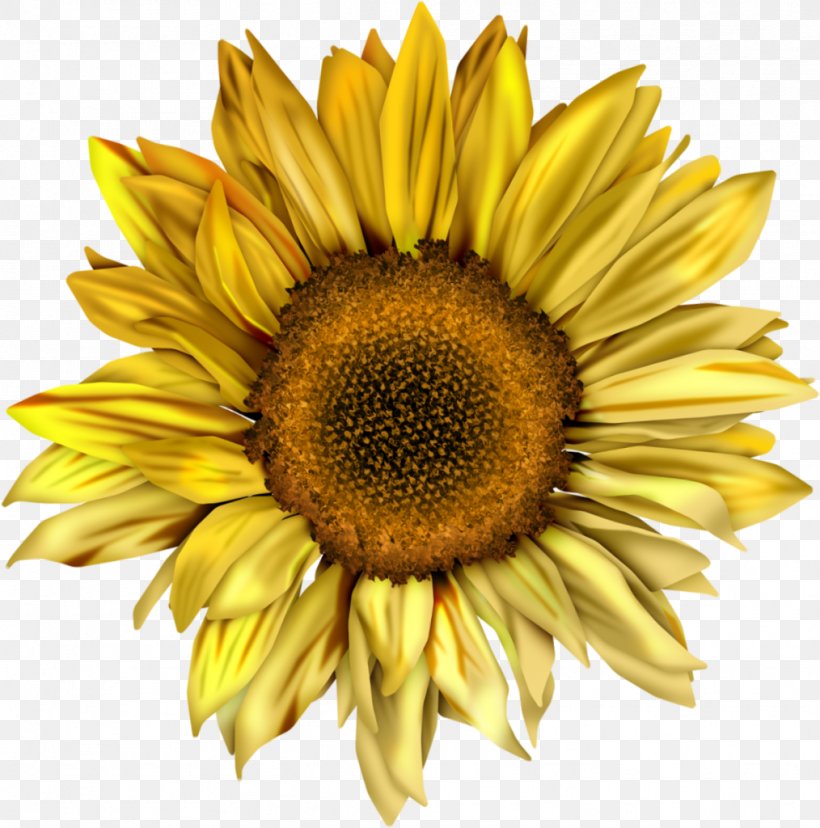 Common Sunflower Desktop Wallpaper Sunflower Seed Clip Art, PNG, 1014x1024px, Common Sunflower, Daisy Family, Flower, Flowering Plant, Petal Download Free