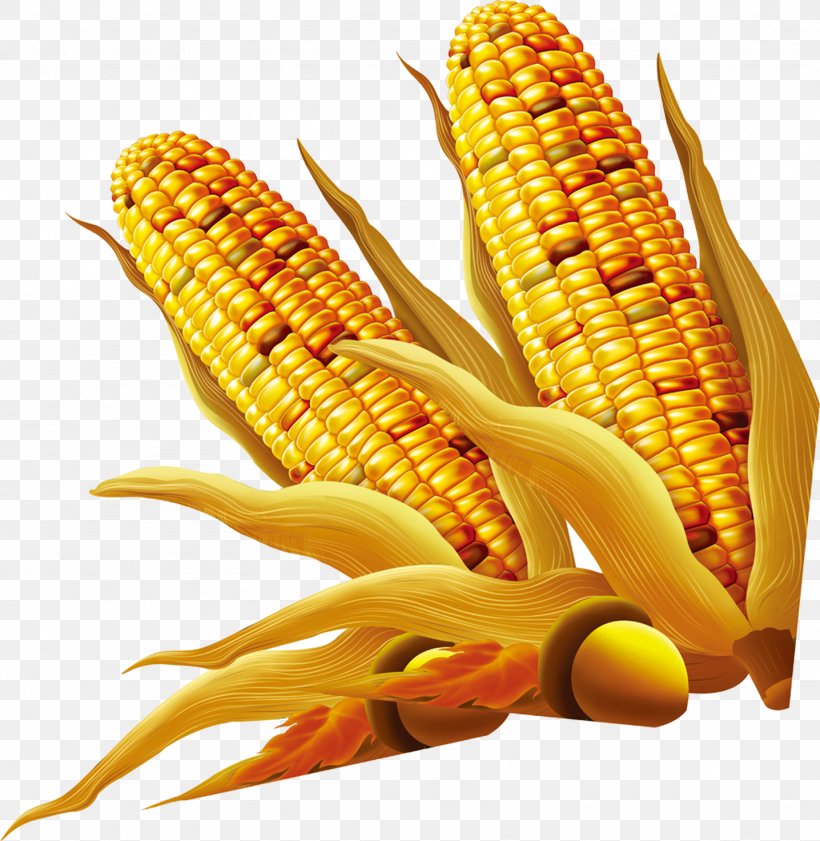 Download Maize, PNG, 1436x1473px, Maize, Commodity, Corn Kernels, Corn On The Cob, Food Download Free