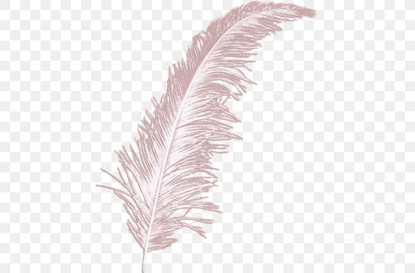 Feather Bird Wing, PNG, 444x539px, Feather, Bird, Bit, Black And White, Color Download Free
