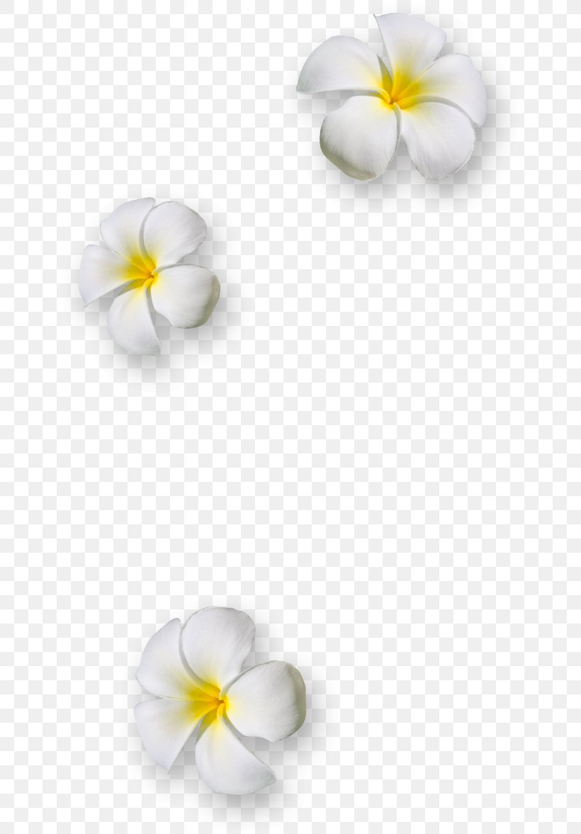 Flower Petal Download Clip Art, PNG, 650x1177px, Flower, Arumlily, Body Jewelry, Candle, Frangipani Download Free