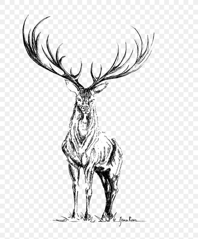 Reindeer Elk Antler Sketch Visual Arts, PNG, 690x986px, Reindeer, Antler, Art, Black, Black And White Download Free
