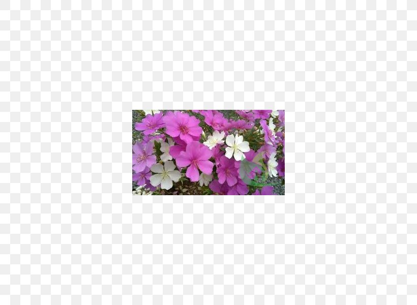 Vervain Annual Plant Herbaceous Plant Tibouchina Mutabilis Rectangle, PNG, 600x600px, Vervain, Annual Plant, Family, Flora, Flower Download Free