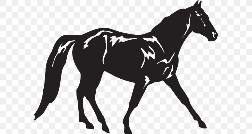 Appaloosa Missouri Fox Trotter American Quarter Horse Tennessee Walking Horse Standing Horse, PNG, 600x436px, Appaloosa, American Quarter Horse, Animal, Black And White, Bridle Download Free