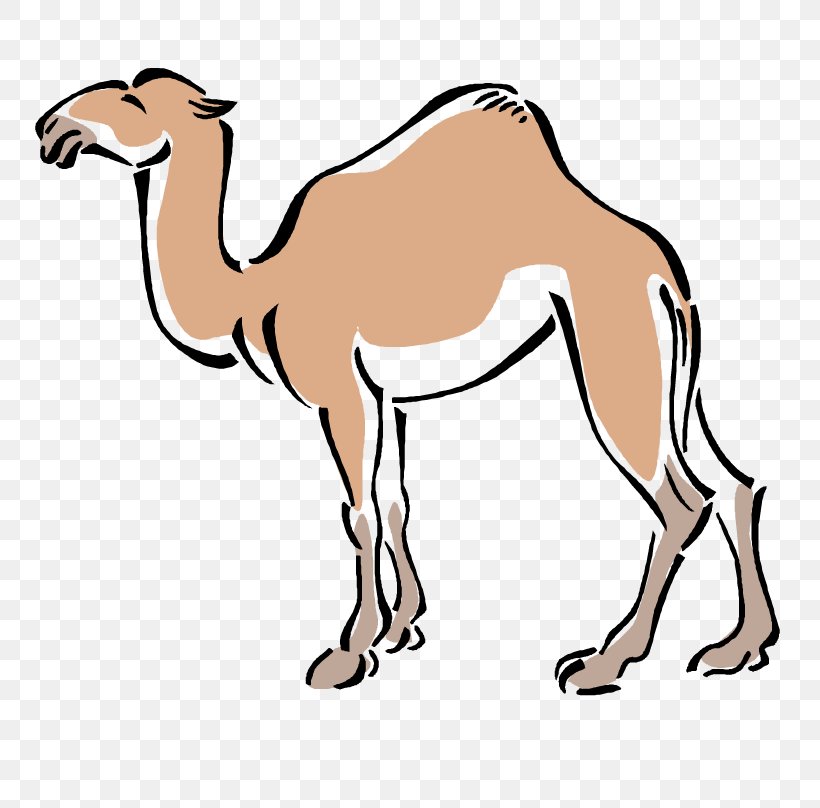 Bactrian Camel Clip Art, PNG, 771x808px, Bactrian Camel, Animal, Animal Figure, Arabian Camel, Artwork Download Free
