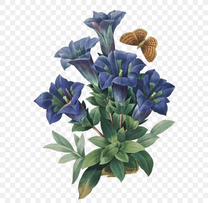Botanical Illustration Flower Floral Design Art, PNG, 588x800px, Botanical Illustration, Art, Bellflower Family, Blue, Botanical Illustrator Download Free