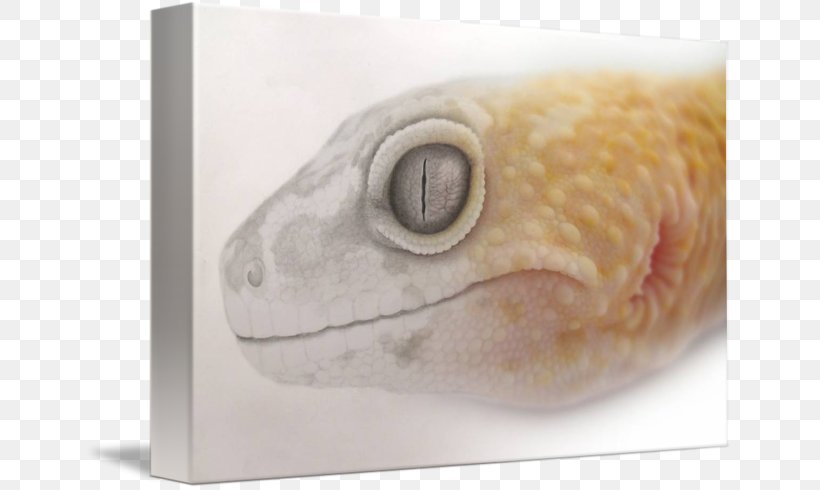 Common Leopard Gecko Lizard Gallery Wrap Common Leopard Gecko, PNG, 650x490px, Gecko, Art, Canvas, Close Up, Closeup Download Free